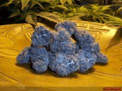 Purple Urkle
