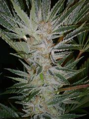 Evil Queen 51j