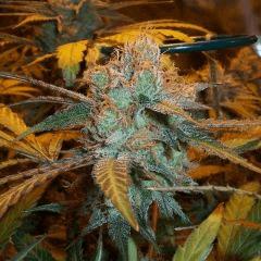 Urkle Queen