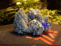 Madd NL#5