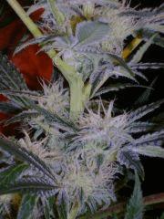 Evil Queen 38j