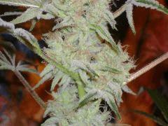 StrawberryFrost55j