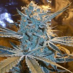 Strawberry Frost