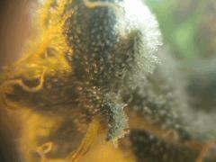 les trichomes de la Tropi