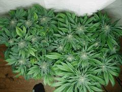 white diesel flo+30env. (debut pistils)