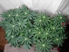 White diesel F+20env.