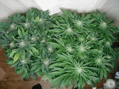 mes deux white diesel