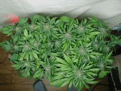White diesel Flo+55env. (depuis pistils)