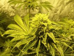 herijuana Flo+40