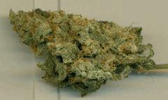 W.S organic