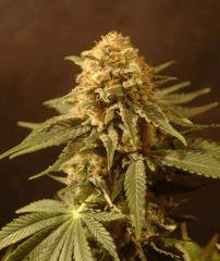 Skunk #1