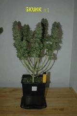 Skunk #1