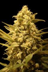 Orange Bud