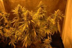 Orange Bud