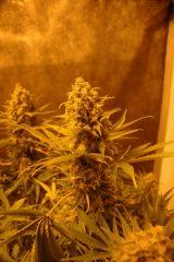 Orange Bud