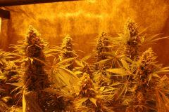 Orange Bud