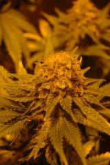 Skunk #1
