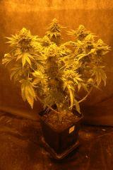 Skunk 2012