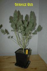 Orange Bud