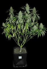 Orange Bud 2012