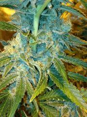 SOMA SEEDS ROCK BUD Flo+57