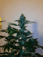 Sour Diesel