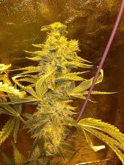 SOMA SEEDS ROCK BUD Flo+57