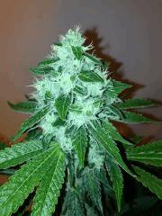 Bud Sour Diesel