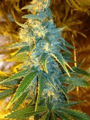 SOMA SEEDS ROCK BUD Flo+57