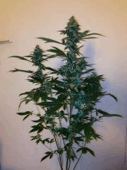 Sour Diesel