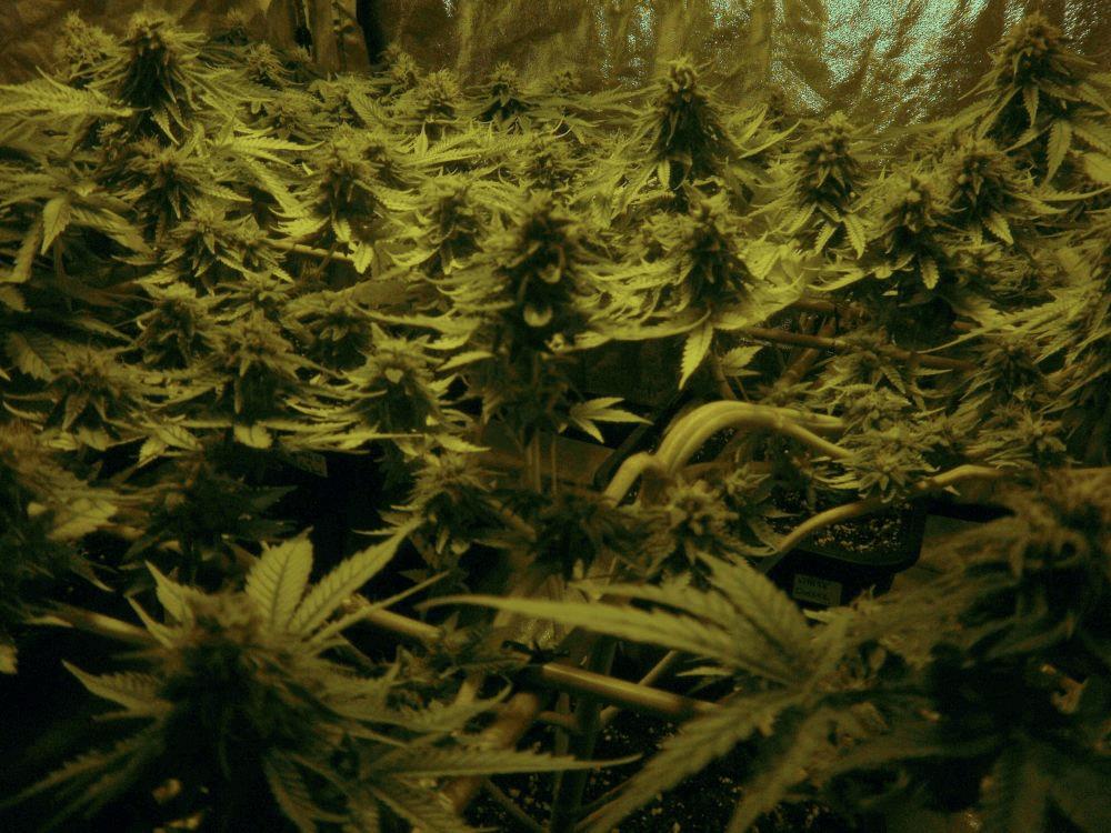 1er scrog