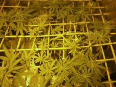 White diesel 2