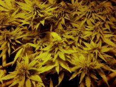White diesel herma