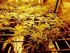 C+12 white diesel