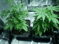 c+35 white widow X big bud