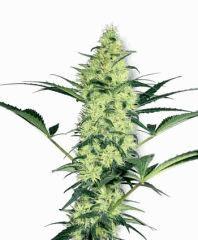 white diesel femelle photo