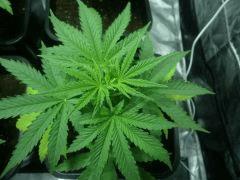 C  28