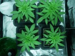 C +20