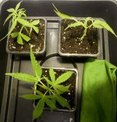 Indienne x skunk