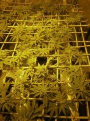 White diesel 1 Et 2