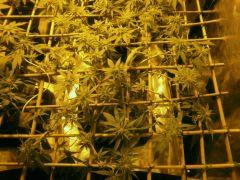 White diesel 1