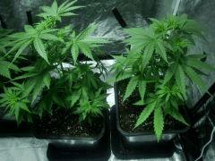 c+35 White diesel