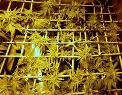 white diesel 2