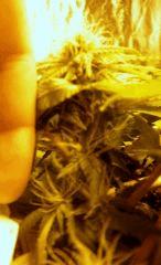 F +24 White widow x big bud