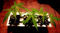 Indienne x skunk