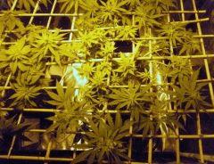 White diesel 1
