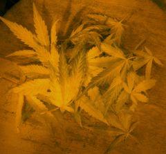 Feuilles tombées :-(