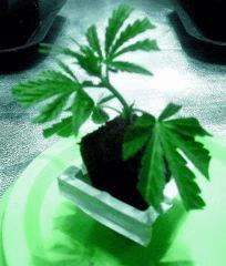 bouture white diesel