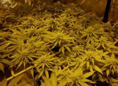 F + 24 White diesel