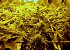 F+24 white diesel